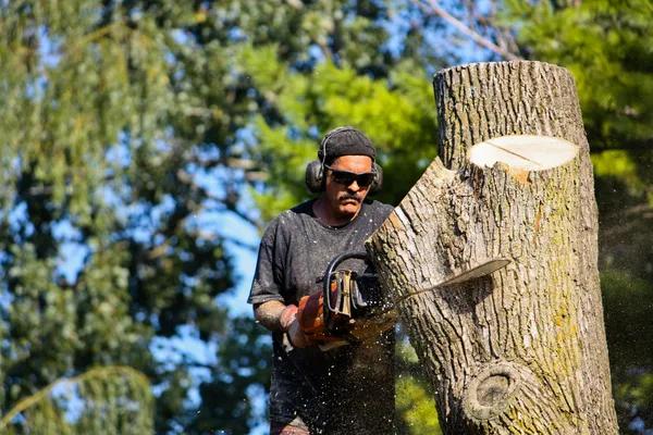 Professional Tree Removal Service Mobile You Can Trust